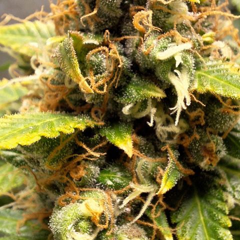 Withe Widow Auto - Trikoma seeds growlog timeline photo