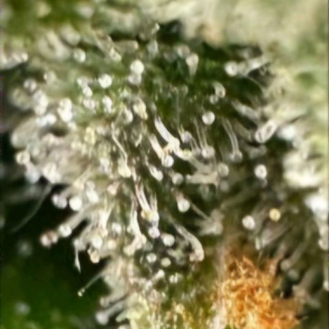 Withe Widow Auto - Trikoma seeds growlog timeline photo