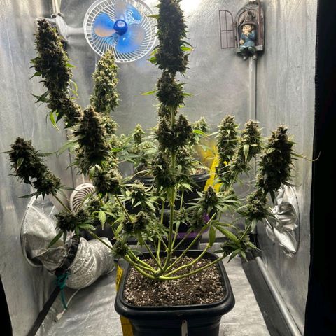 Withe Widow Auto - Trikoma seeds growlog timeline photo