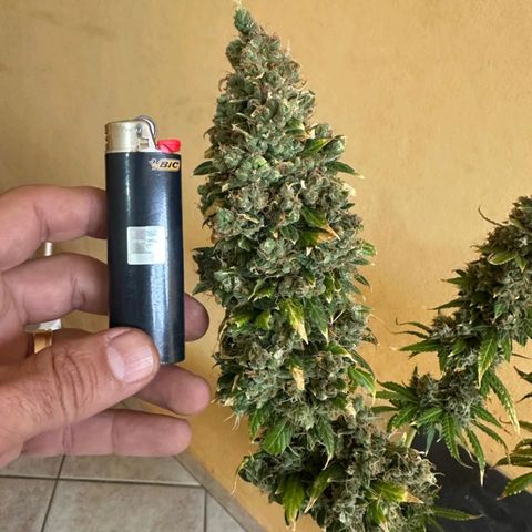 Withe Widow Auto - Trikoma seeds growlog timeline photo