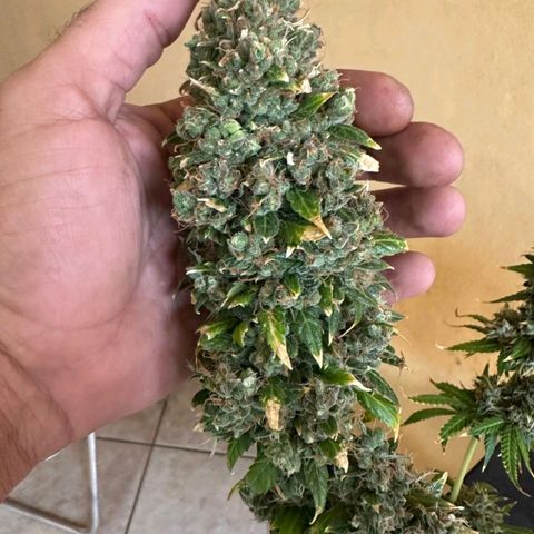 Withe Widow Auto - Trikoma seeds growlog timeline photo