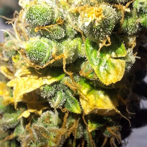 Withe Widow Auto - Trikoma seeds growlog timeline photo