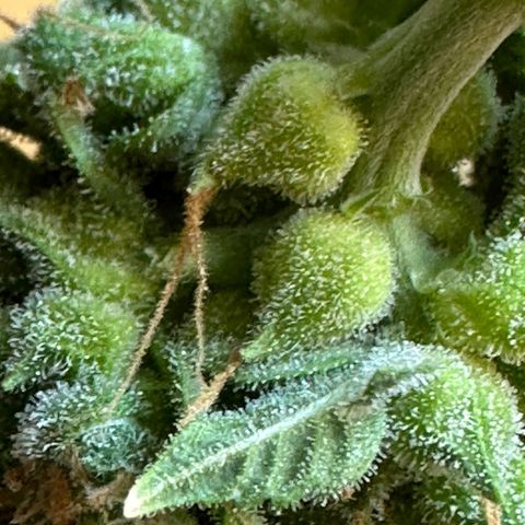 Withe Widow Auto - Trikoma seeds growlog timeline photo