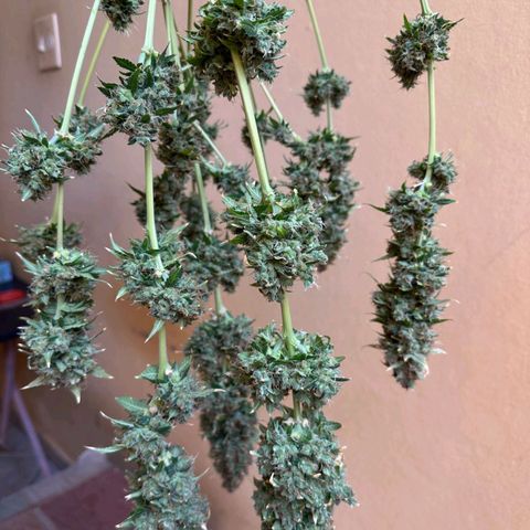 Withe Widow Auto - Trikoma seeds growlog timeline photo