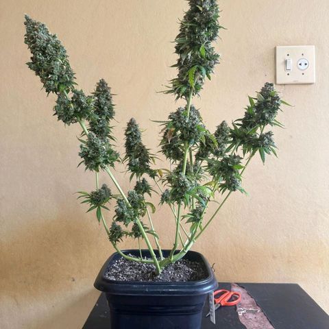 Withe Widow Auto - Trikoma seeds growlog timeline photo