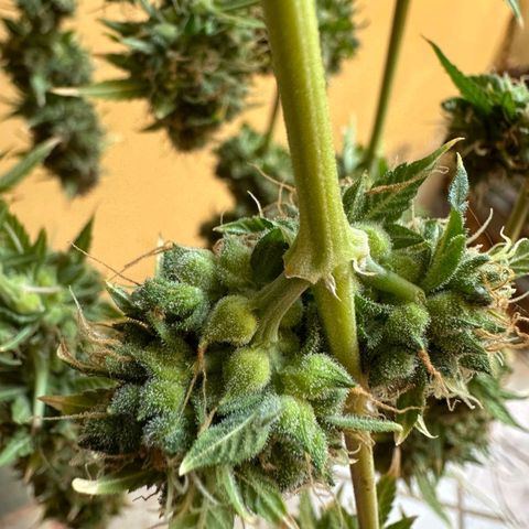 Withe Widow Auto - Trikoma seeds growlog timeline photo