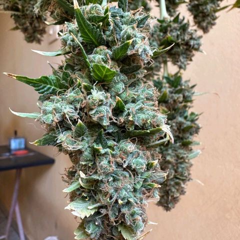 Withe Widow Auto - Trikoma seeds growlog timeline photo