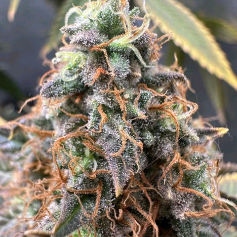 Lebron Haze - BSF growlog timeline photo