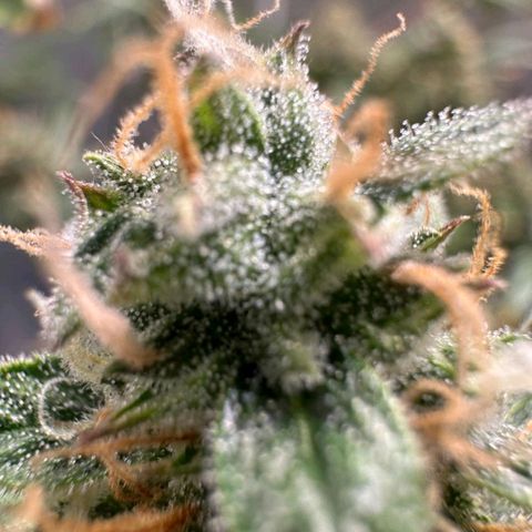 1️⃣-Fast Buds Mix - Auto growlog timeline photo