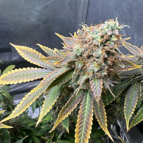 Lebron Haze - BSF growlog timeline photo