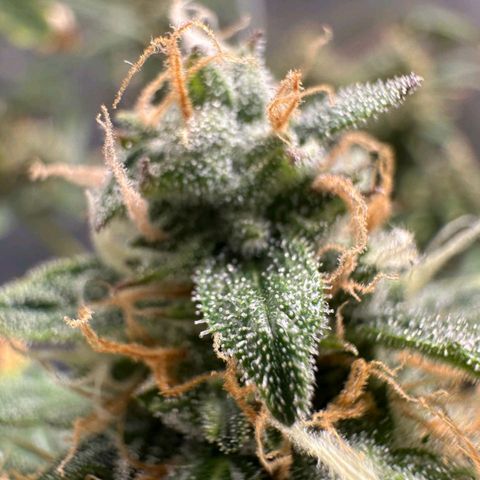 1️⃣-Fast Buds Mix - Auto growlog timeline photo