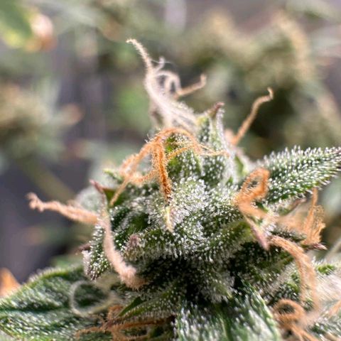 1️⃣-Fast Buds Mix - Auto growlog timeline photo