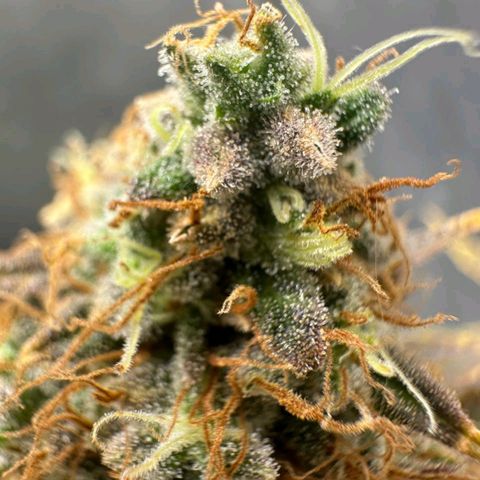 Lebron Haze - BSF growlog timeline photo