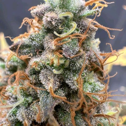 Lebron Haze - BSF growlog timeline photo