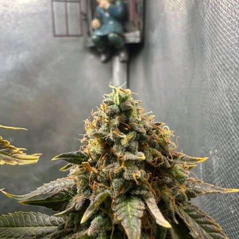 Lebron Haze - BSF growlog timeline photo