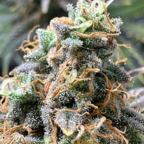 Lebron Haze - BSF growlog timeline photo