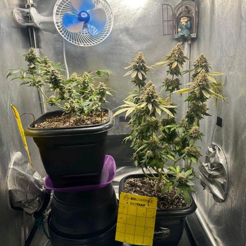 1️⃣-Fast Buds Mix - Auto growlog timeline photo