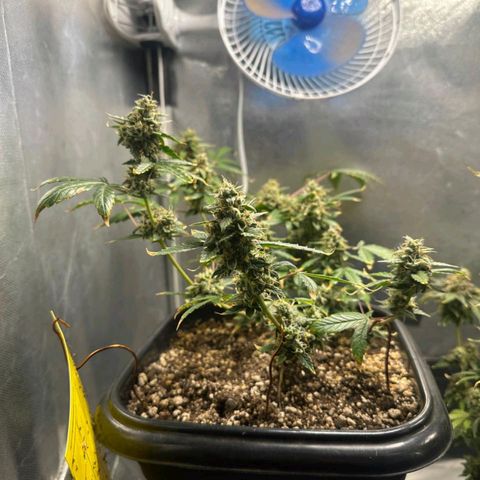 1️⃣-Fast Buds Mix - Auto growlog timeline photo