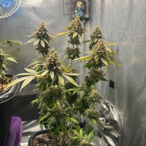Lebron Haze - BSF growlog timeline photo