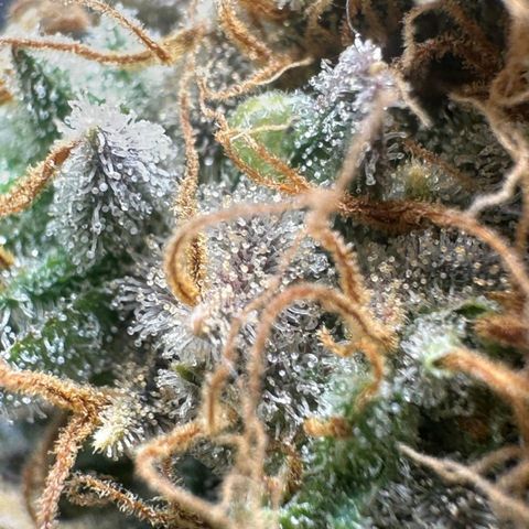 Lebron Haze - BSF growlog timeline photo