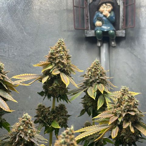 Lebron Haze - BSF growlog timeline photo