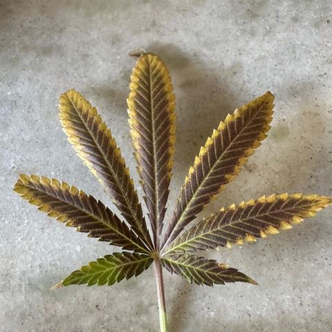 Lebron Haze - BSF growlog timeline photo
