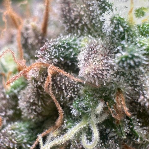 Lebron Haze - BSF growlog timeline photo