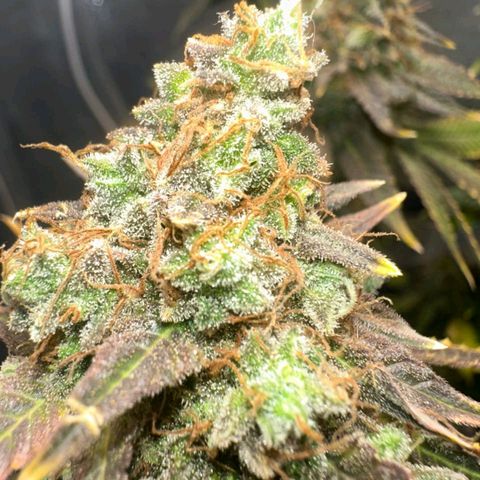 Lebron Haze - BSF growlog timeline photo