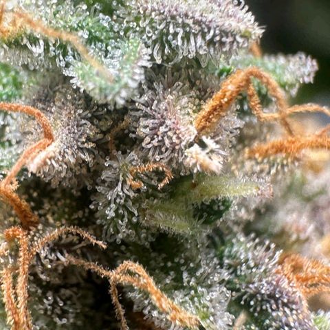 Lebron Haze - BSF growlog timeline photo