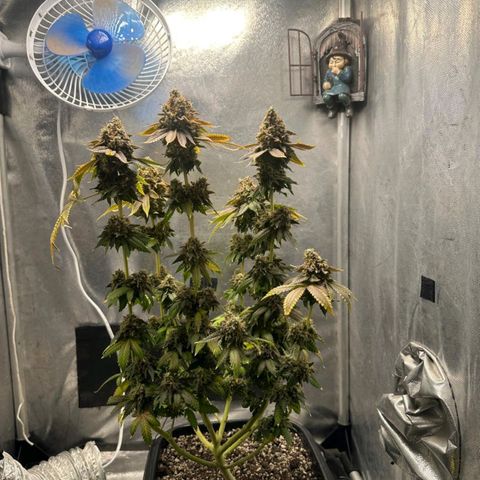Lebron Haze - BSF growlog timeline photo