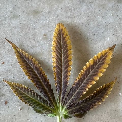 Lebron Haze - BSF growlog timeline photo
