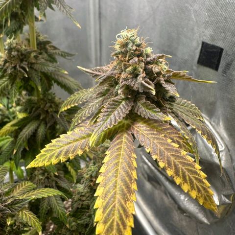 Lebron Haze - BSF growlog timeline photo