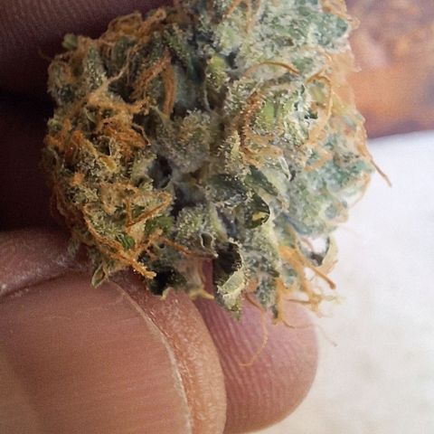 Withe Widow Auto - Trikoma seeds growlog timeline photo