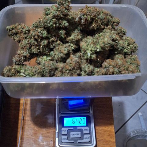 Withe Widow Auto - Trikoma seeds growlog timeline photo