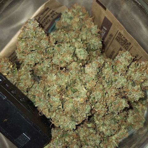 Withe Widow Auto - Trikoma seeds growlog timeline photo