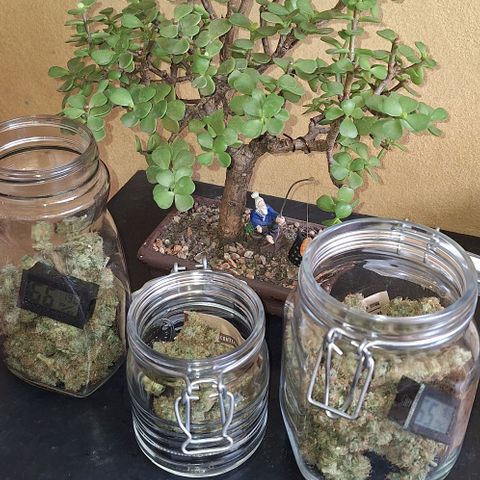 Withe Widow Auto - Trikoma seeds growlog timeline photo