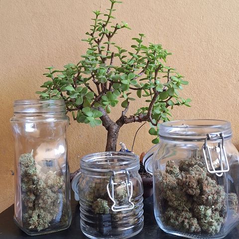 Withe Widow Auto - Trikoma seeds growlog timeline photo