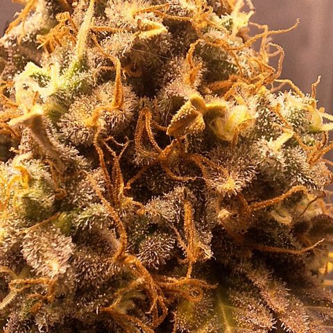 Lebron Haze - BSF growlog photo: Cobertura de casca de arroz carbonizado para controle de gnats, aplicação de melaço de cana.