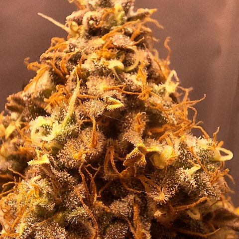 Lebron Haze - BSF growlog photo: Cobertura de casca de arroz carbonizado para controle de gnats, aplicação de melaço de cana.