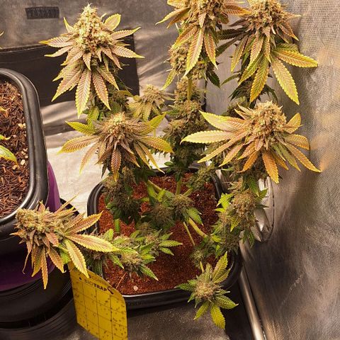 Lebron Haze - BSF growlog photo: Cobertura de casca de arroz carbonizado para controle de gnats, aplicação de melaço de cana.
