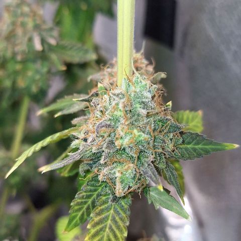 Lebron Haze - BSF growlog photo: Cobertura de casca de arroz carbonizado para controle de gnats, aplicação de melaço de cana.