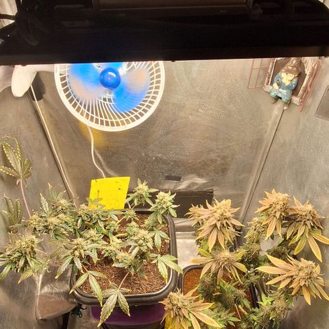 1️⃣-Fast Buds Mix - Auto growlog photo: Cobertura de casca de arroz carbonizado para controle de gnats, aplicação de melaço de cana.