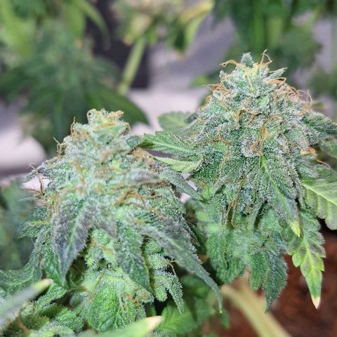 Lebron Haze - BSF growlog photo: Cobertura de casca de arroz carbonizado para controle de gnats, aplicação de melaço de cana.