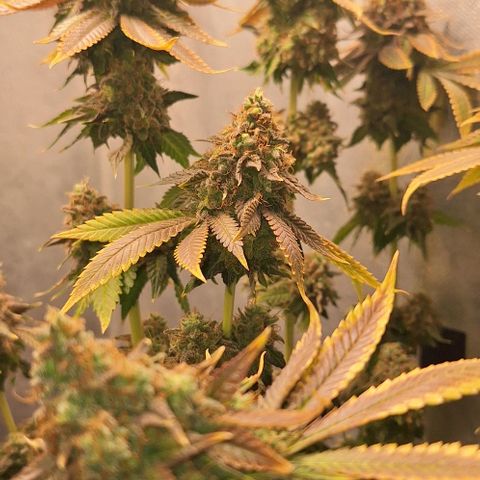 Lebron Haze - BSF growlog photo: Cobertura de casca de arroz carbonizado para controle de gnats, aplicação de melaço de cana.