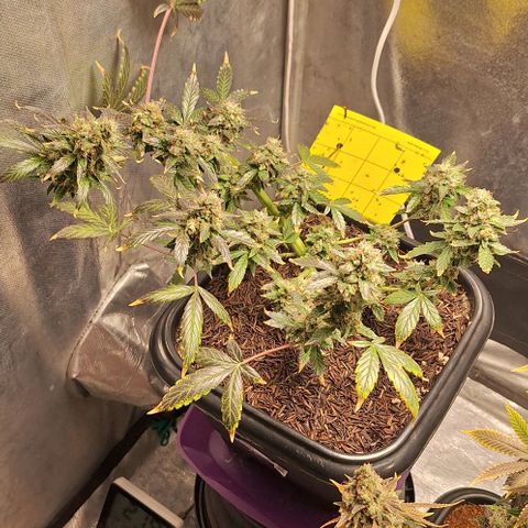 1️⃣-Fast Buds Mix - Auto growlog photo: Cobertura de casca de arroz carbonizado para controle de gnats, aplicação de melaço de cana.
