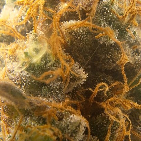 Lebron Haze - BSF growlog photo: Cobertura de casca de arroz carbonizado para controle de gnats, aplicação de melaço de cana.