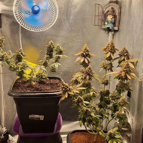 Lebron Haze - BSF growlog photo: Cobertura de casca de arroz carbonizado para controle de gnats, aplicação de melaço de cana.