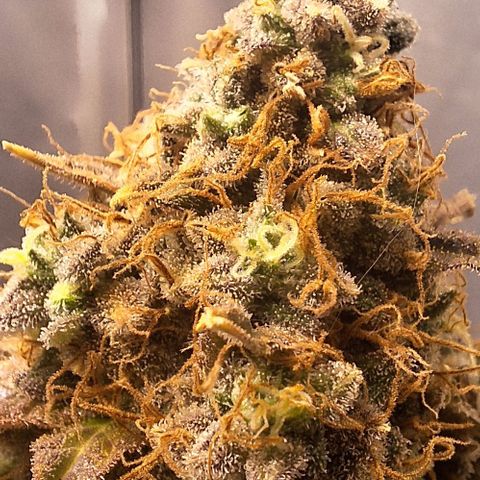 Lebron Haze - BSF growlog photo: Cobertura de casca de arroz carbonizado para controle de gnats, aplicação de melaço de cana.