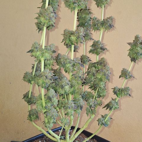 Lebron Haze - BSF growlog timeline photo