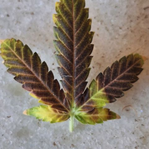 Lebron Haze - BSF growlog timeline photo